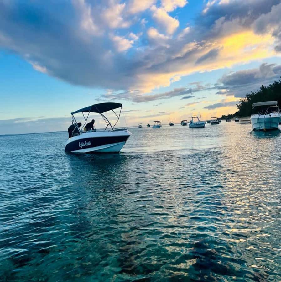 Private :Whales and dolphins watching/Swimming with dolphins - What the $816 price really covers