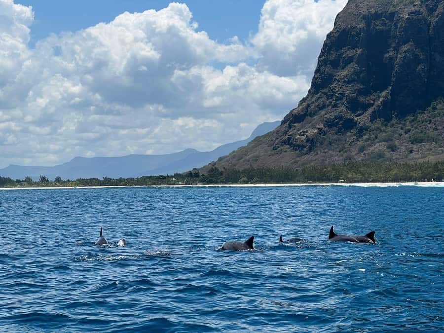 Private :Whales and dolphins watching/Swimming with dolphins - Timing, comfort, and practical preparation