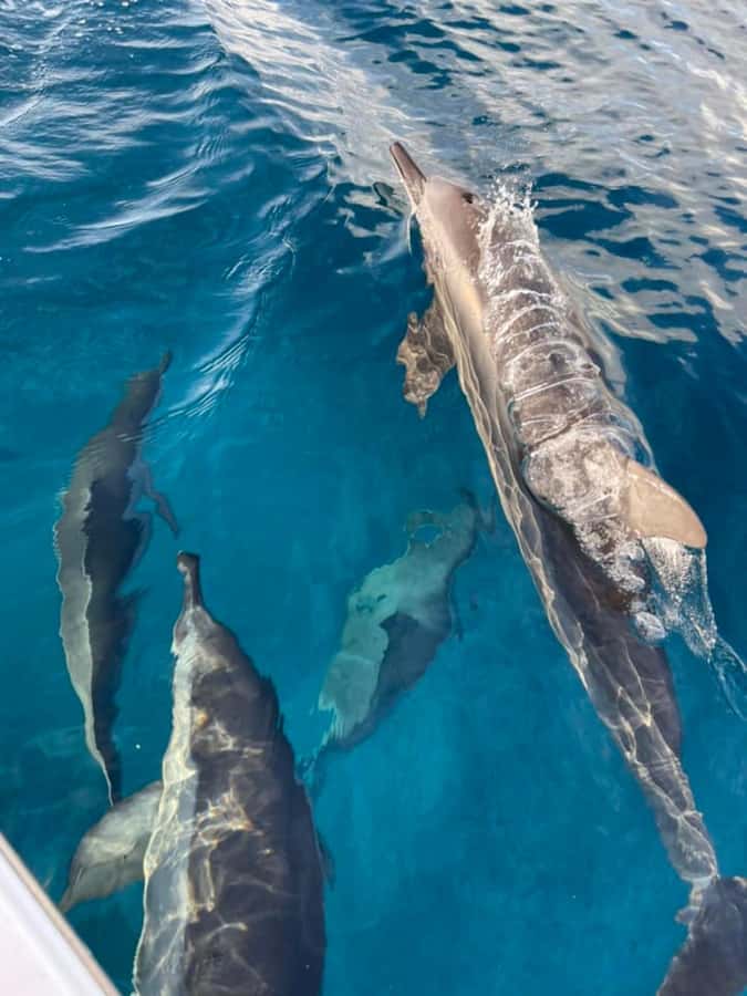 Private :Whales and dolphins watching/Swimming with dolphins - A private boat makes the outing feel personal