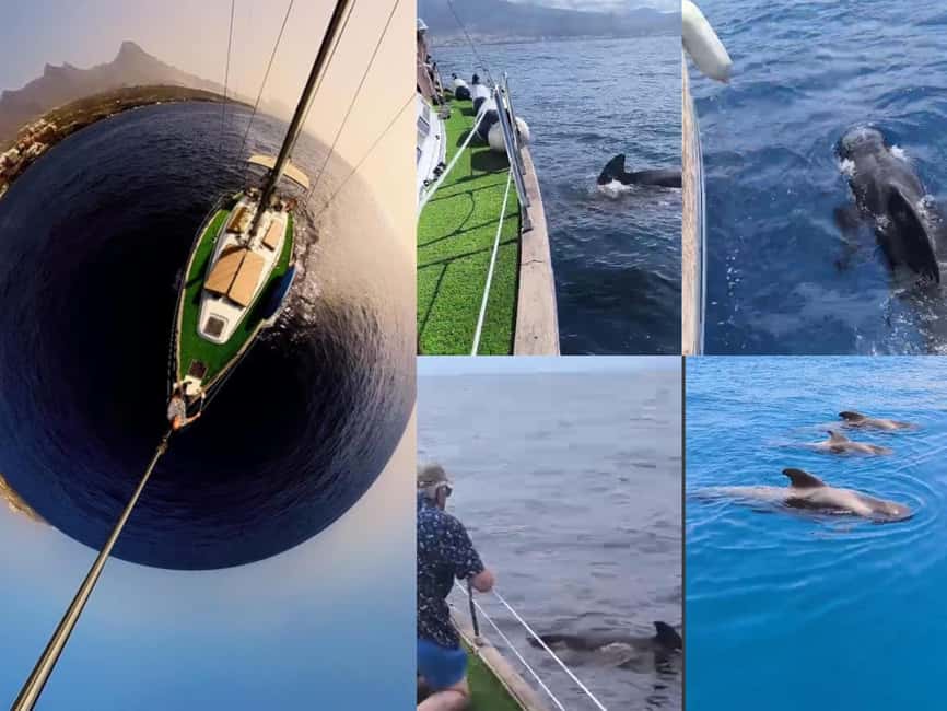 Private Whales & Dolphins Excursion: for you exclusively! - Key Points at a Glance