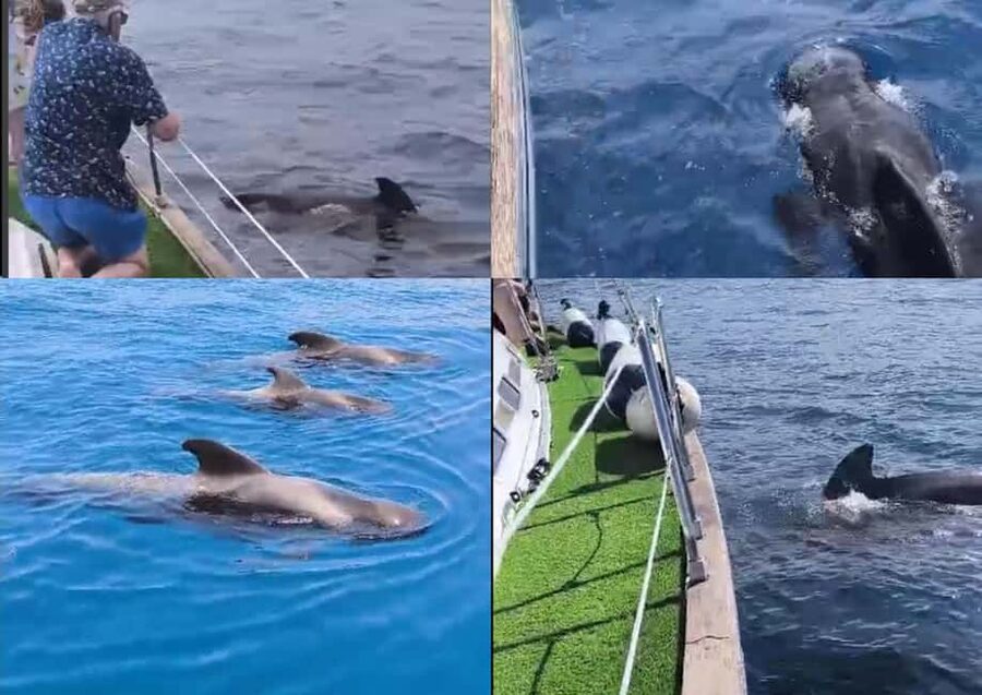 Private Whales & Dolphins Excursion: for you exclusively! - A Private Yacht Instead of a Packed Excursion