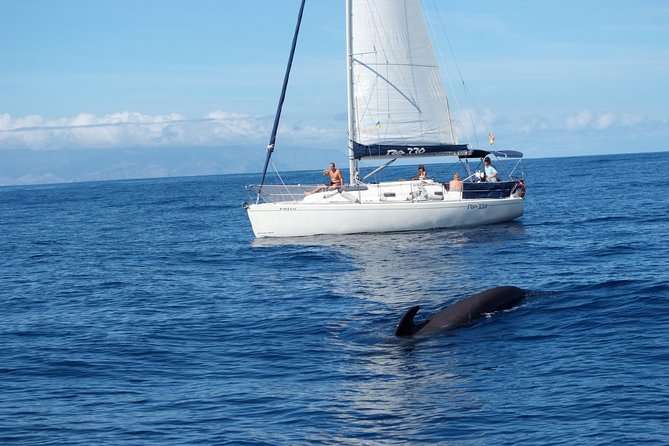 Private Yacht Tour With Whale and Dolphin Watching 33 Foot Boat - Six Hours Along Costa Adeje