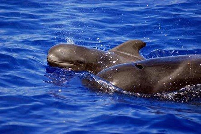 Private Yacht Tour With Whale and Dolphin Watching 33 Foot Boat - Snacks, Drinks, and the Small Comforts