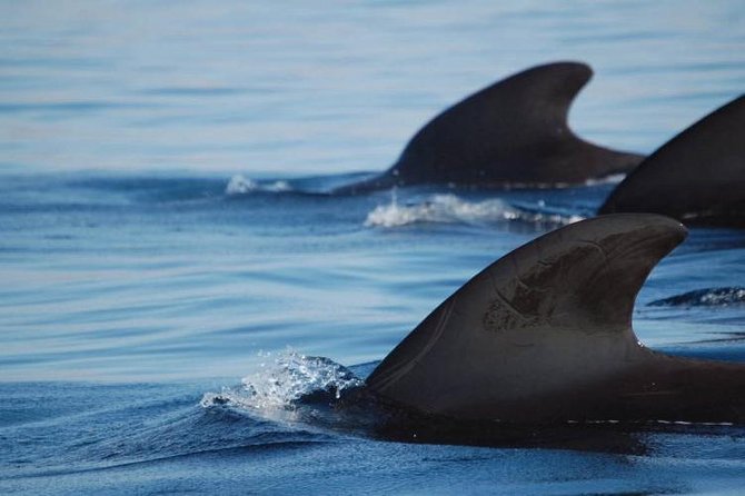 Private Yacht Tour With Whale and Dolphin Watching 33 Foot Boat - Captain Maxi and the Human Side of the Trip