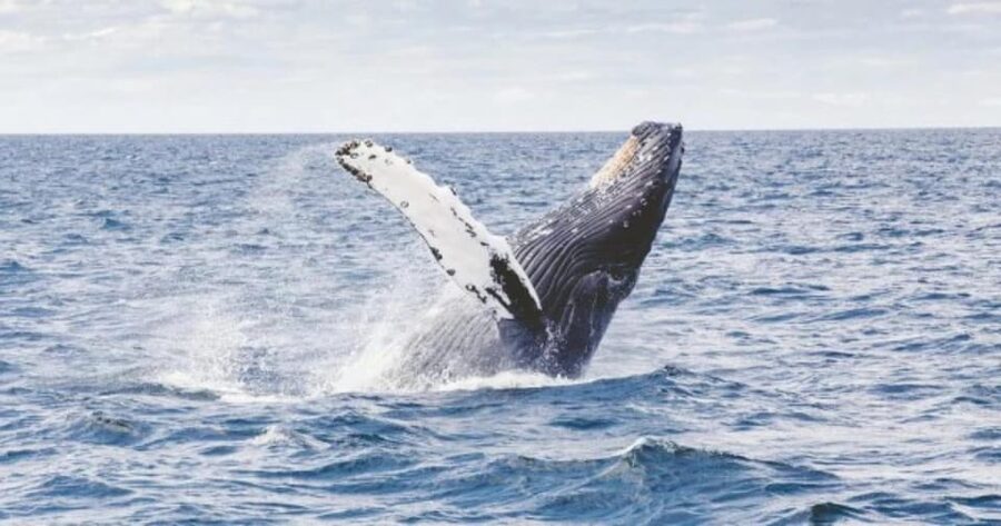 Provincetown: Whale Watching Cruise - Leaving Provincetown for Cape Cod Bay