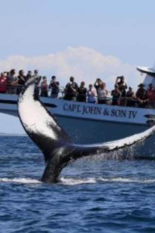 Provincetown: Whale Watching Cruise - Watching humpback and fin whales from the decks