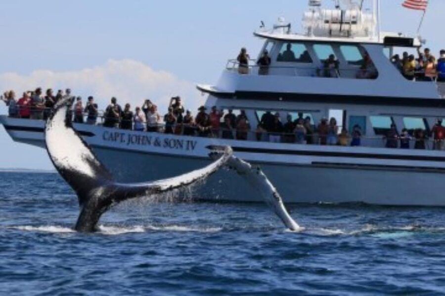 Provincetown: Whale Watching Cruise - What the naturalist adds to the trip