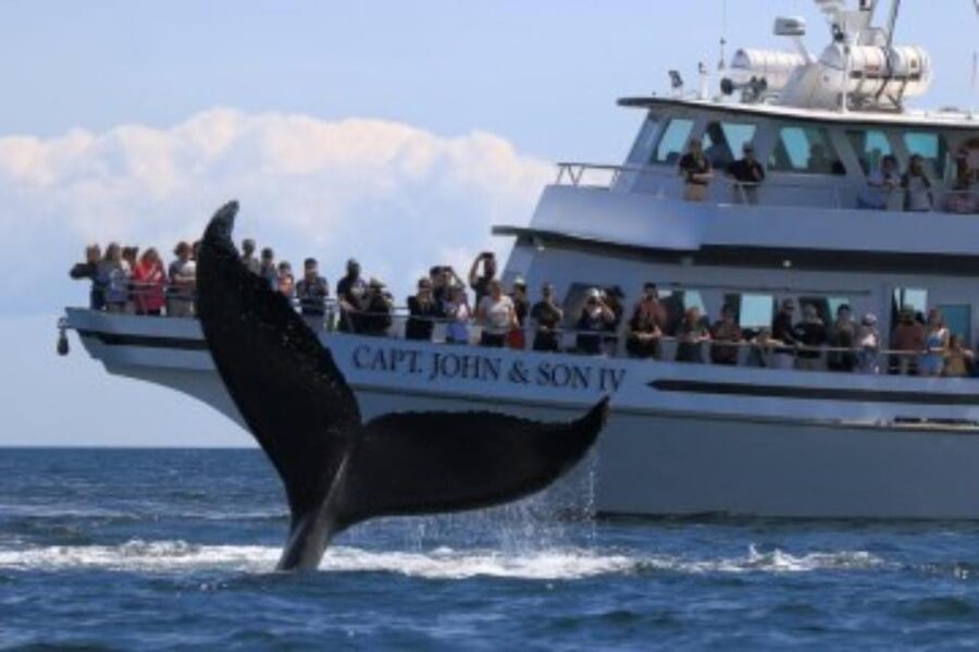 Provincetown: Whale Watching Cruise - Is $78 a good value?