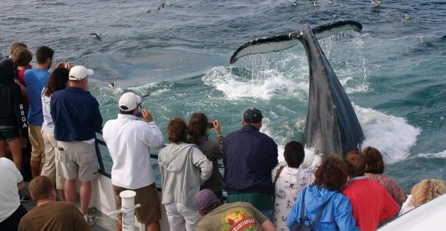 Provincetown: Whale Watching Cruise - Who will enjoy this Provincetown whale watch?