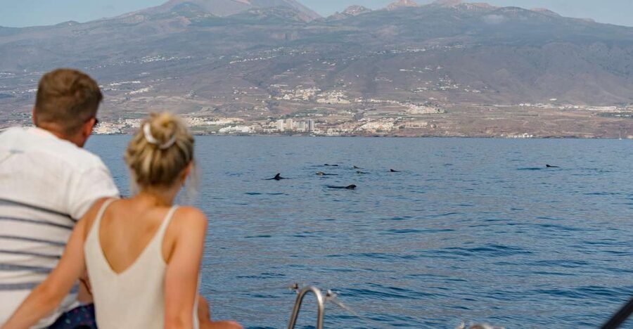 Puerto Colon: Whale and Dolphin Watching Yacht Trip - Key points at a glance