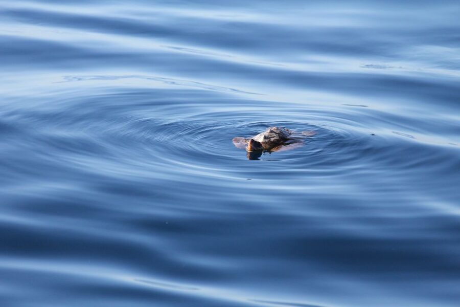 Puerto Colon : Whale & Dolphins Sailing Excursion - Key points to know before boarding