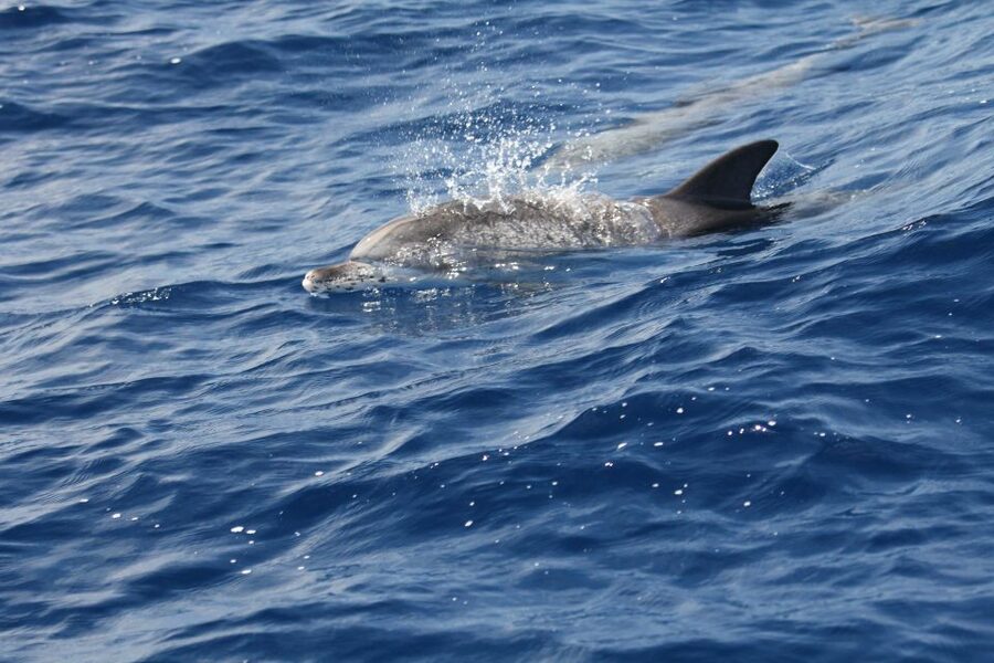 Puerto Colon : Whale & Dolphins Sailing Excursion - Canarian lunch aboard the boat