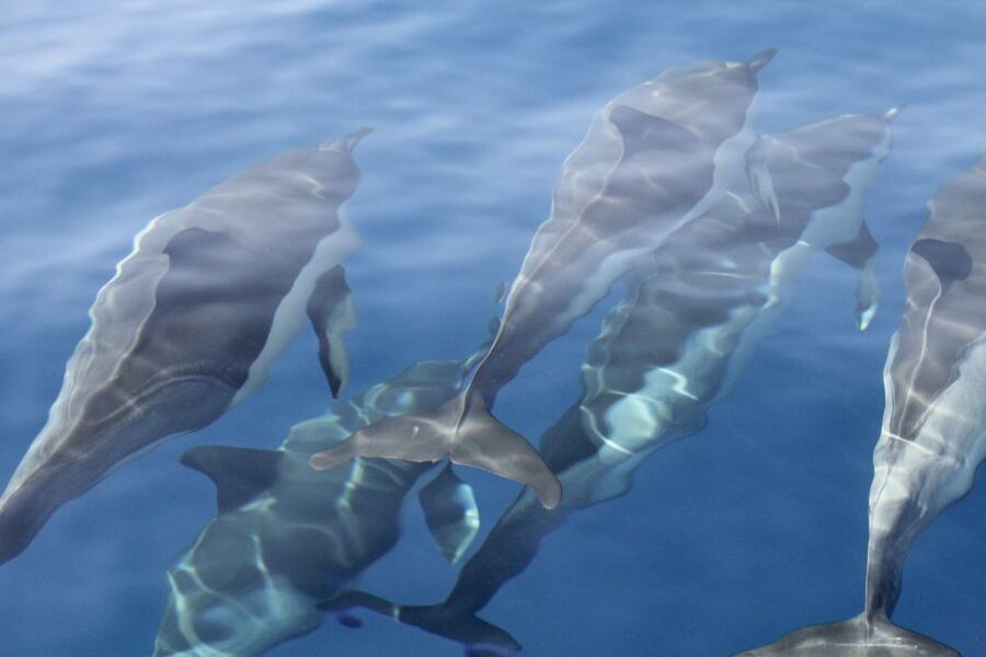 Puerto Colon : Whale & Dolphins Sailing Excursion - Three hours or six hours?
