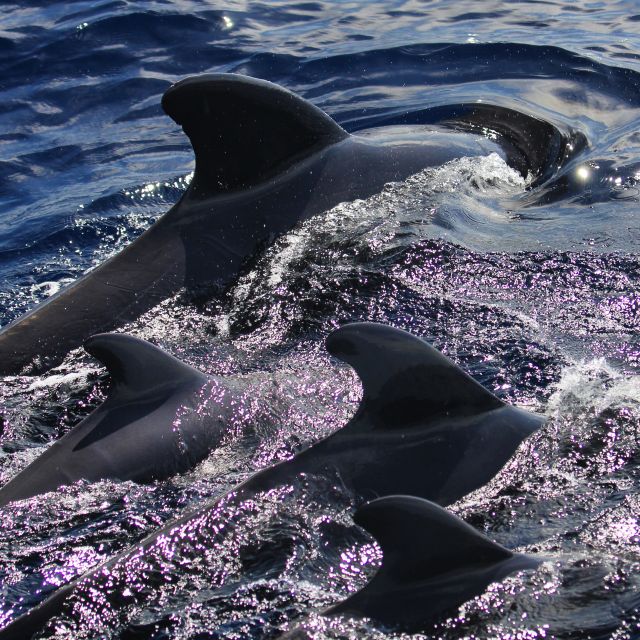 Puerto Colon : Whale & Dolphins Sailing Excursion - Why the small group matters