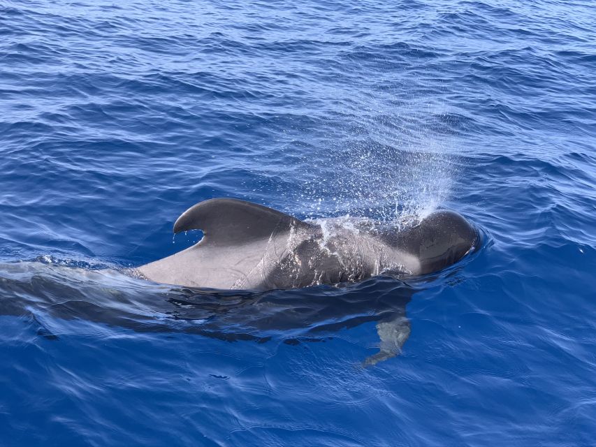Puerto Colon : Whale & Dolphins Sailing Excursion - Price and overall value at $88