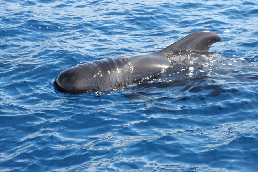 Puerto Colon : Whale & Dolphins Sailing Excursion - Watching pilot whales in the Teno-Rasca zone