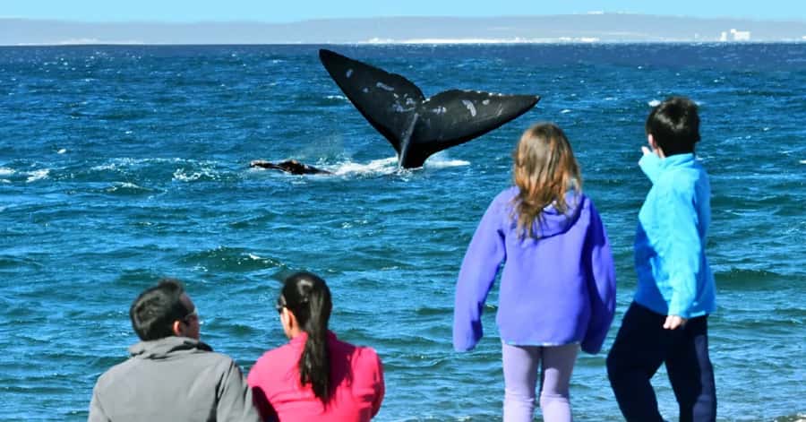 Puerto Madryn: El Doradillo Whale Watching Half-Day Tour - Why El Doradillo is special for shore-based whale watching
