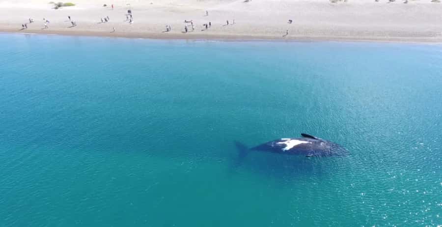 Puerto Madryn: El Doradillo Whale Watching Half-Day Tour - Punta Flecha: start with the bigger picture