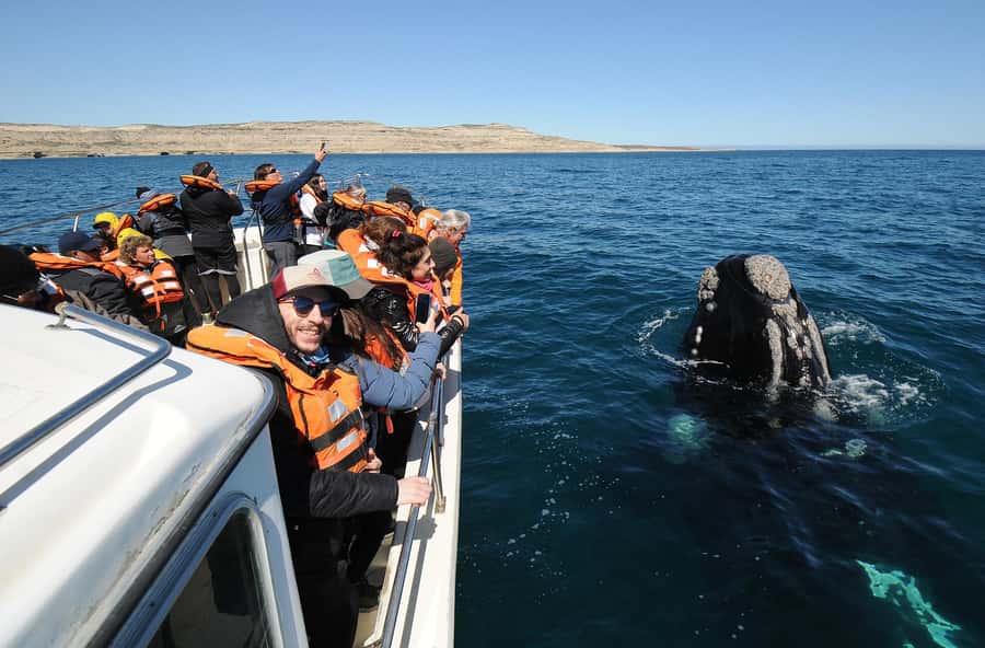 Puerto Madryn: Península Valdés Day Tour with Whale Watching - Key Things to Know Before You Book