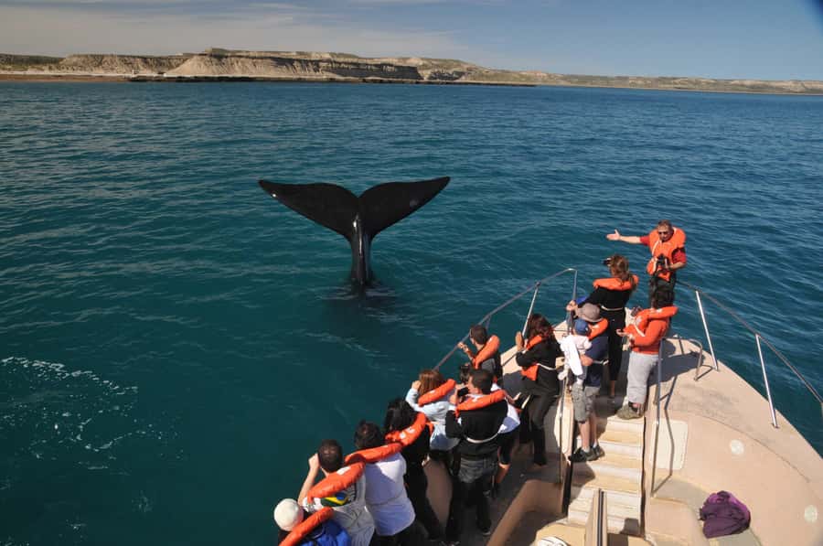 Puerto Madryn: Península Valdés Day Tour with Whale Watching - Why Península Valdés Makes a Strong Day Trip