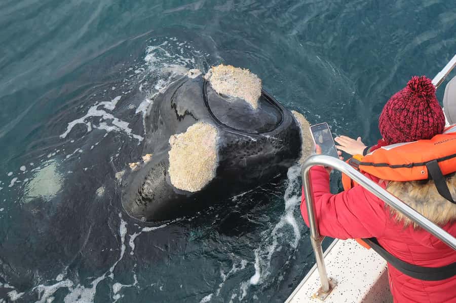 Puerto Madryn: Península Valdés Day Tour with Whale Watching - Puerto Pirámides and the Included Whale Boat