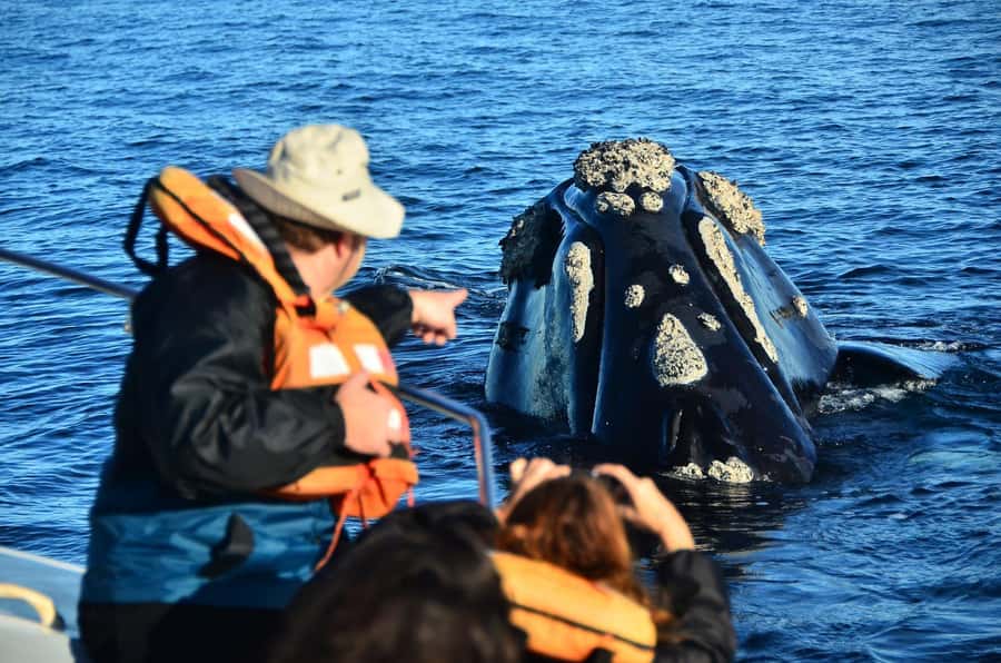 Puerto Madryn: Península Valdés Day Tour with Whale Watching - Starting at the Carlos Ameghino Isthmus Center