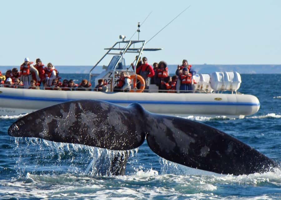Puerto Madryn: Península Valdes with optional Whale Watching - Why Península Valdés Makes a Strong Day Trip