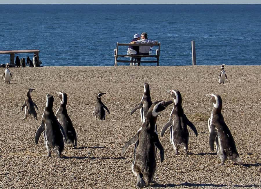 Puerto Madryn: Península Valdes with optional Whale Watching - The Early Pickup From Puerto Madryn