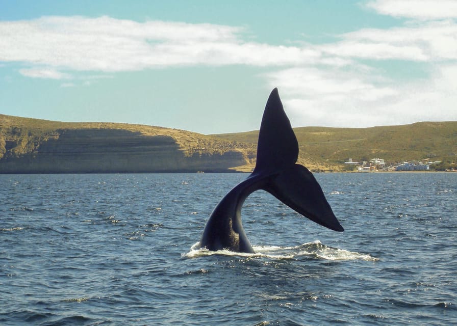 Puerto Madryn: Península Valdes with optional Whale Watching - Caleta Valdés and the Elephant Seals