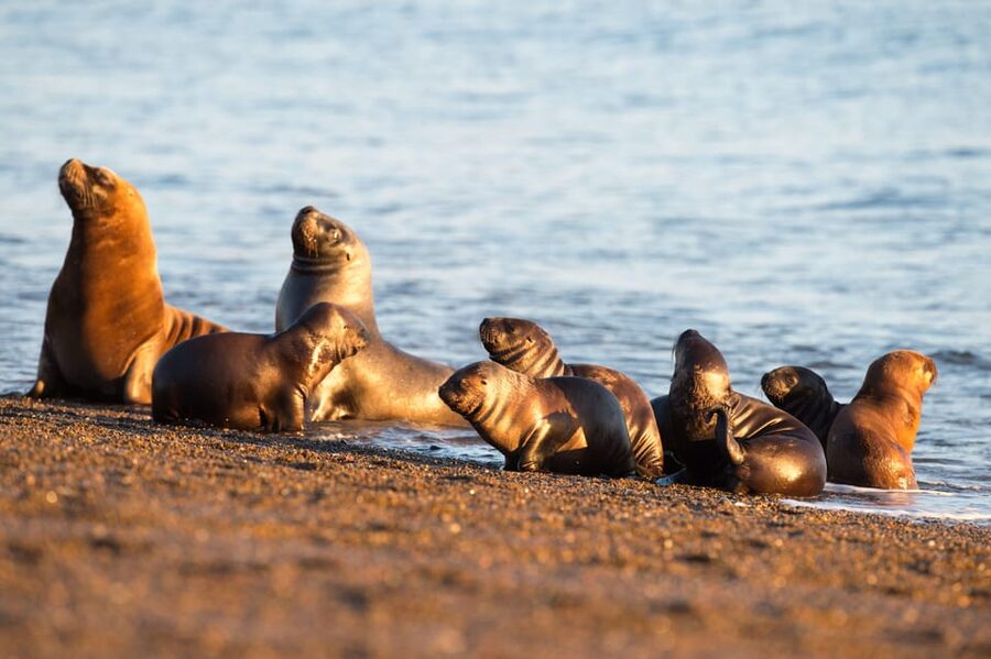Puerto Madryn: Península Valdes with optional Whale Watching - The Carlos Ameghino Interpretation Center
