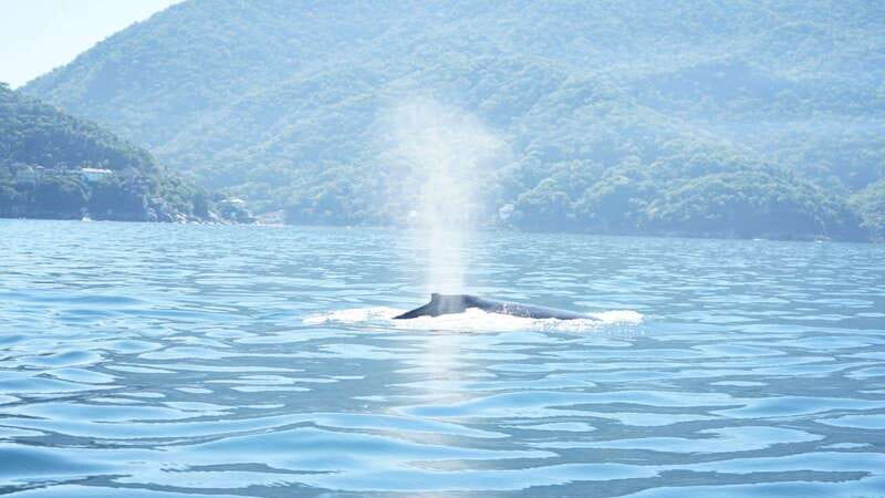Puerto Vallarta: 3-Hour Whale Watching and Snorkeling - Leaving the marina with 39 pesos in hand