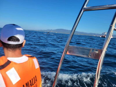 Puerto Vallarta: 3-Hour Whale Watching and Snorkeling