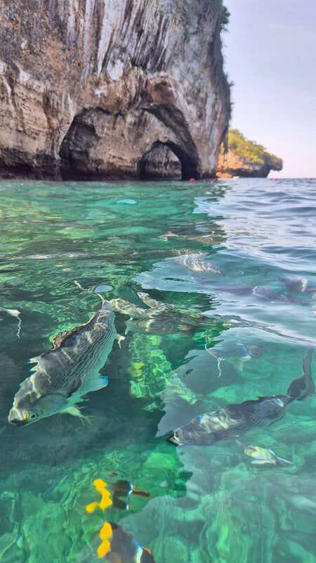 Puerto Vallarta: 3-Hour Whale Watching and Snorkeling - What $45 really buys you
