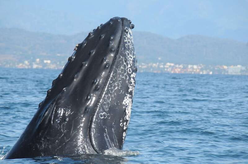 Puerto Vallarta: Humpback Whale Research Adventure Tour - Key points to know before you book