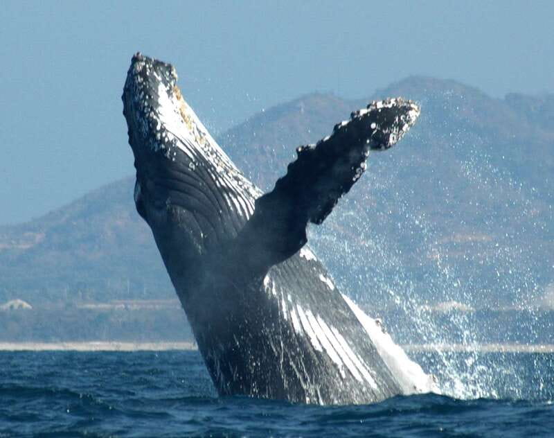 Puerto Vallarta: Humpback Whale Research Adventure Tour - Starting at the Ecotours Vallarta office