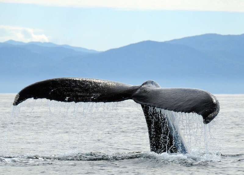 Puerto Vallarta: Humpback Whale Research Adventure Tour - Three hours searching Banderas Bay