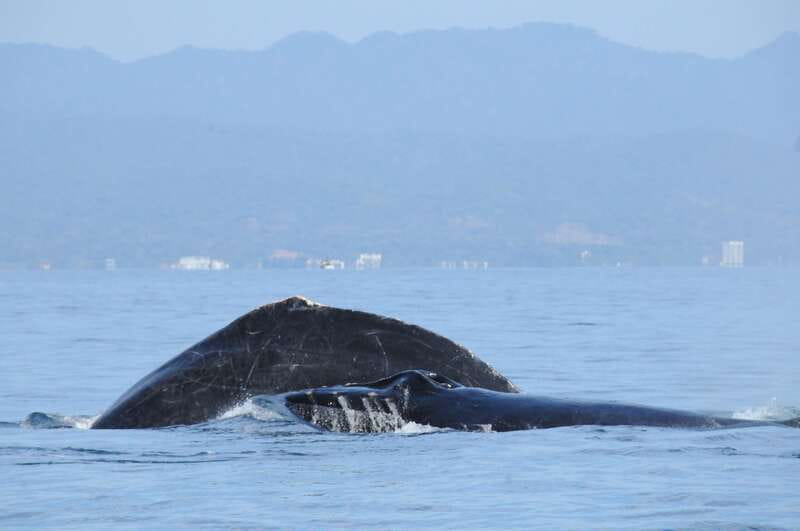 Puerto Vallarta: Humpback Whale Research Adventure Tour - Watching mothers, calves, and groups of whales