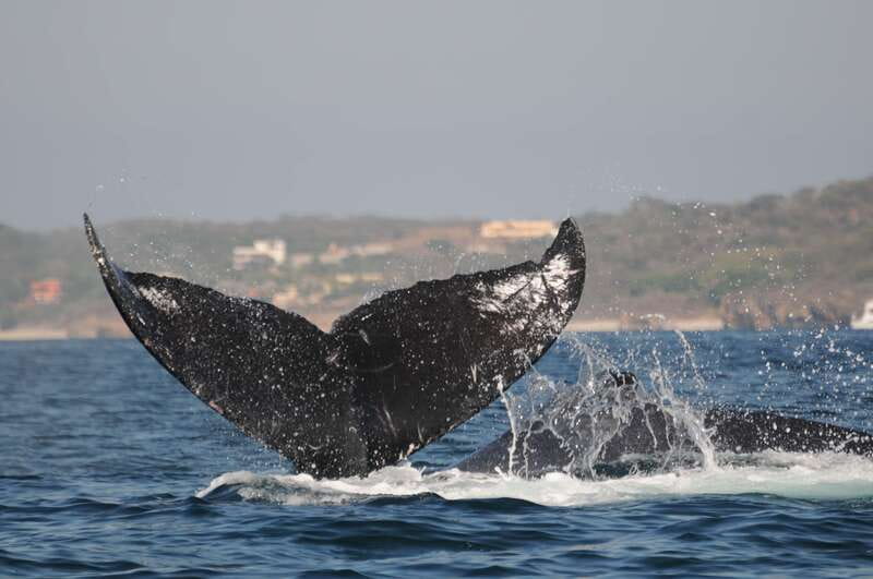 Puerto Vallarta: Humpback Whale Research Adventure Tour - Hearing whales with the boat’s hydrophone