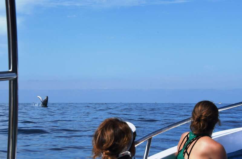Puerto Vallarta: Humpback Whale Research Adventure Tour - What the $134 price really covers
