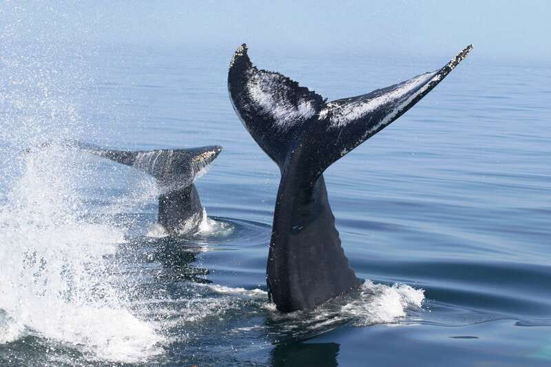 Puerto Vallarta: Humpback Whale Research Adventure Tour - Practical tips for a better outing