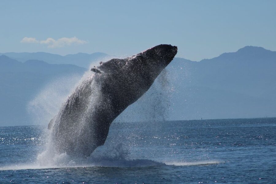 Puerto Vallarta: Mega Yacht Whale Watching Sunset Cruise - Key points to know before booking
