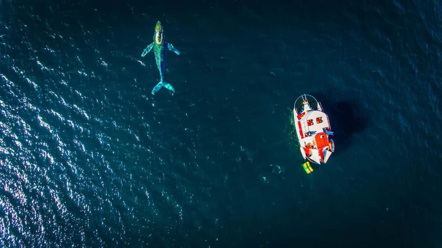 Puerto Vallarta: Mega Yacht Whale Watching Sunset Cruise - How lively is the onboard atmosphere?