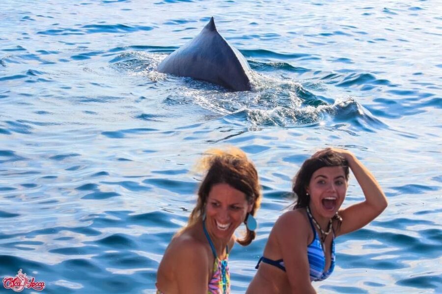Puerto Vallarta: Mega Yacht Whale Watching Sunset Cruise - Value at $87 per person