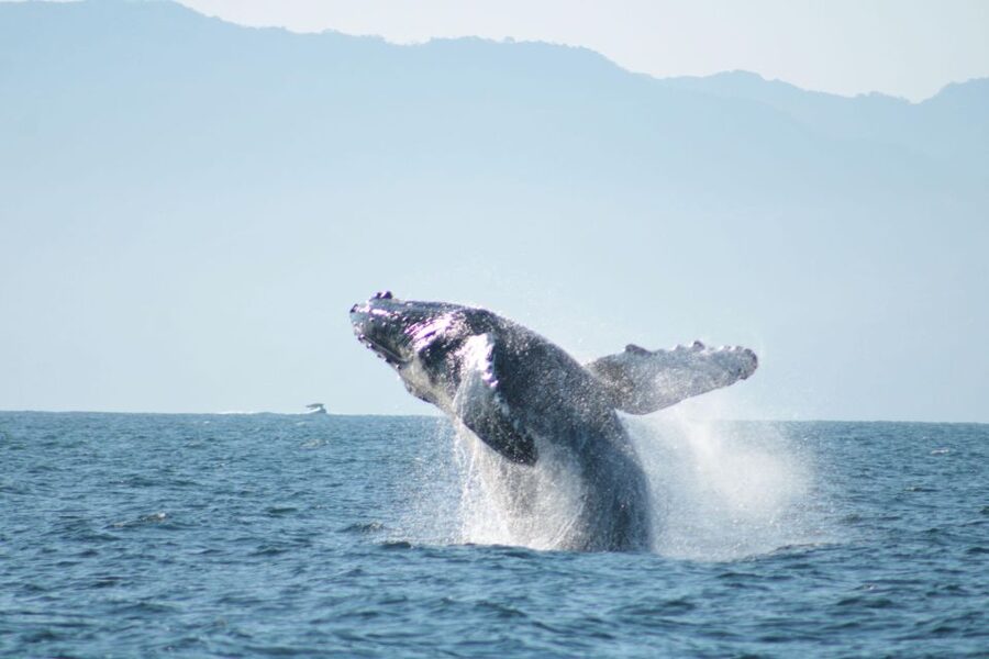 Puerto Vallarta: Mega Yacht Whale Watching Sunset Cruise - Who should book the Chica Locca cruise?