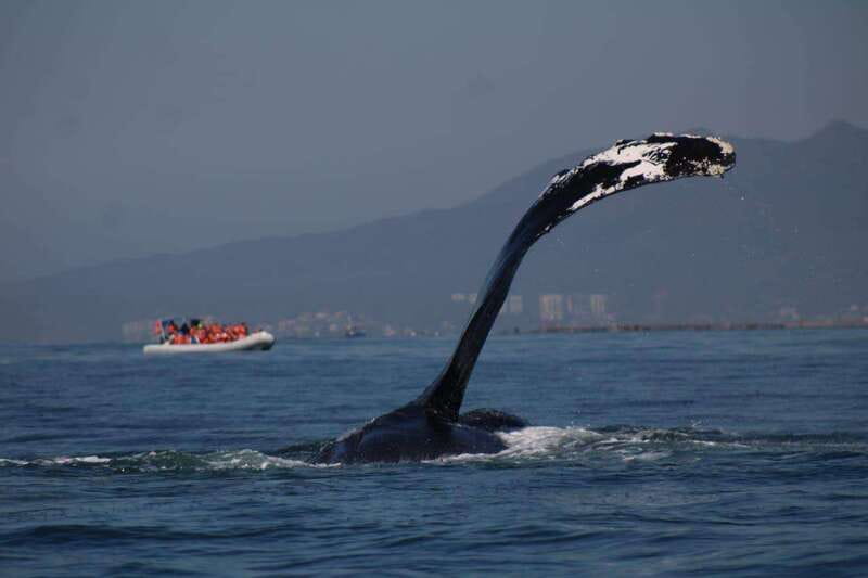 Puerto Vallarta: Whale watching - Key points to know before booking