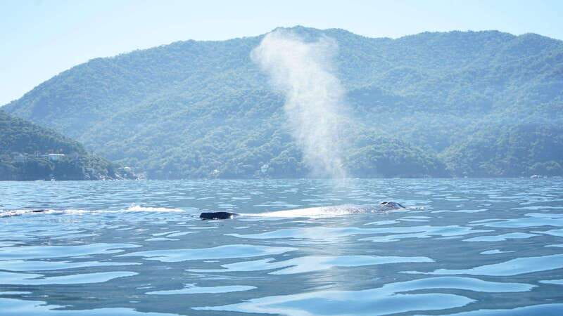 Puerto Vallarta: Whale watching - How this compares with a simple sightseeing cruise