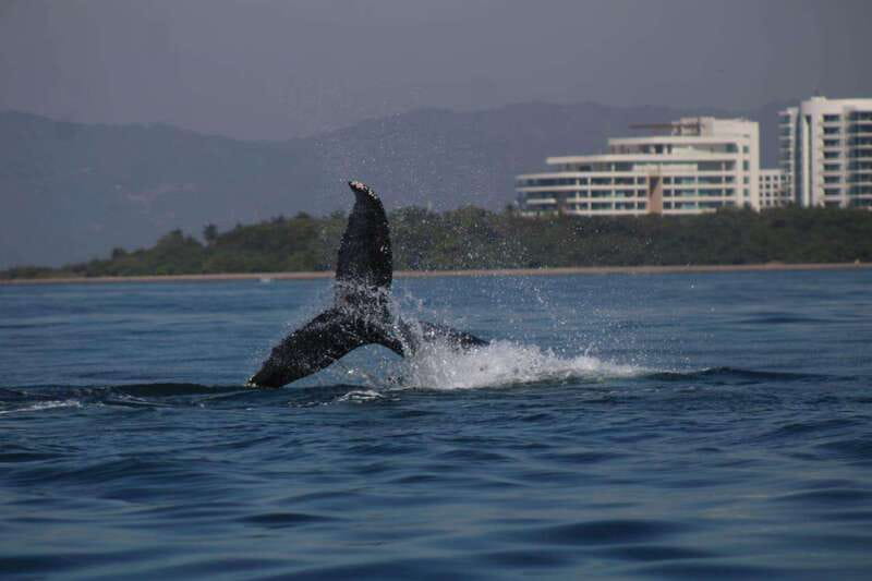 Puerto Vallarta: Whale watching - Why Puerto Vallarta is a strong place for whale watching