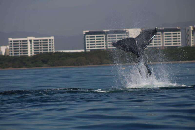 Puerto Vallarta: Whale watching - What you may see once the whales appear