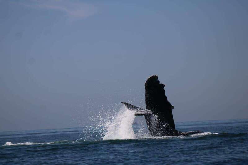 Puerto Vallarta: Whale watching - The boat ride matters as much as the big sighting