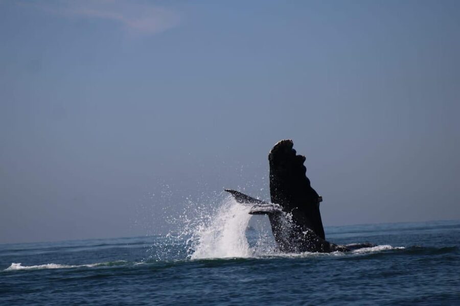 Puerto Vallarta: Whale watching - Accessibility and who will enjoy this most